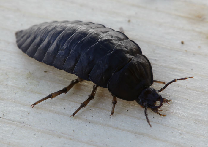 Carrion Beetle larva